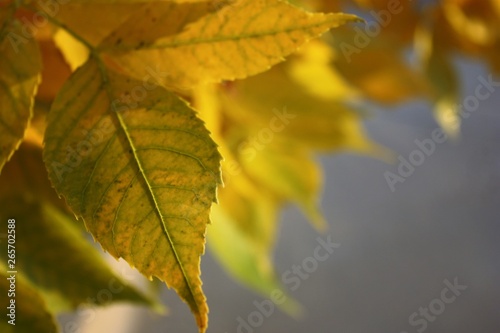 Close up of a Yellow leaf with hints of green and other leaves faded in the background.