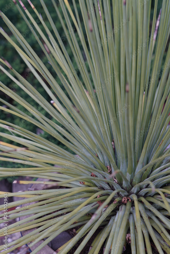 Fototapeta premium Green exotic plant
