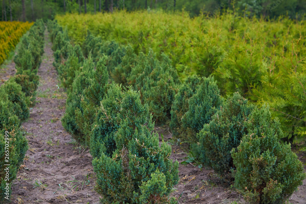 Garden store center with many of young coniferous trees. The nursery of plant and trees for gardening 