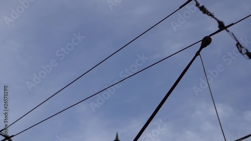 Wallpaper Mural Electric tram driving making contact to draw current through overhead line at daytime with overcast sky in Lisbon, Portugal. Tracking shot. Torontodigital.ca