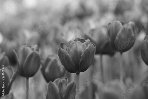 Blooming tulips during spring