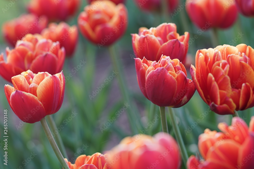 Fototapeta premium Blooming tulips during spring