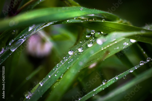 Grass on meadow after rain with raindrops on a leafs