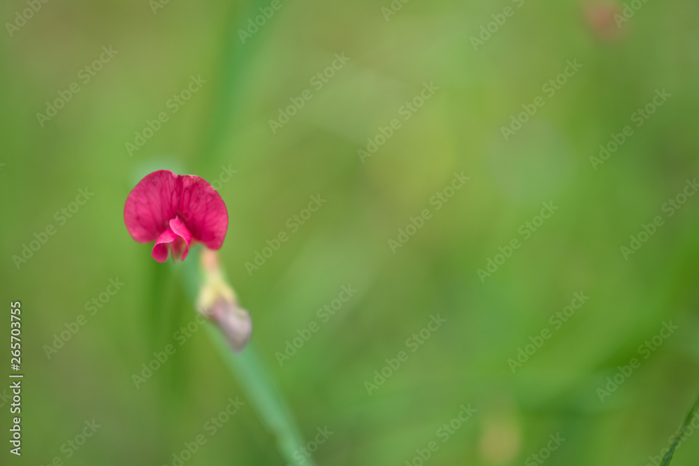 Lathyrus nissolia, grass vetchling or grass pea (Fabaceae) in NW Spain Lathyrus nissolia, grass vetchling or grass pea (Fabaceae) in NW Spain
