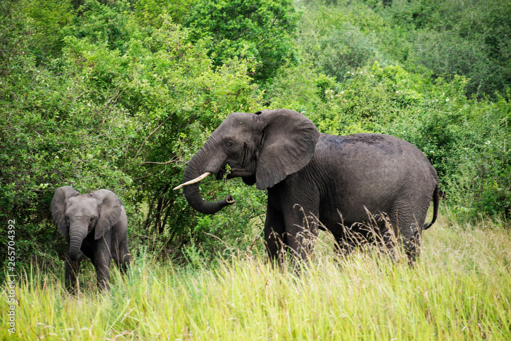 Obraz premium Elephant with baby by green trees