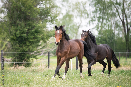 Pferde auf der Weide © Ines Hasenau