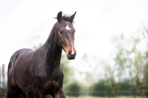 Pferde auf der Weide