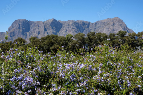 Photo of greenery and mountains taken from Tokara Wine Estate in the Simonsberg mountains, Stellenbosch, South Africa, on a clear day. 