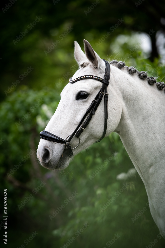 Obraz premium Schimmelpony