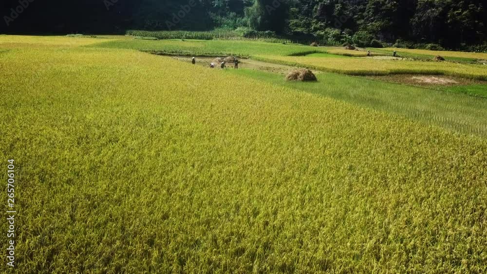 Agriculture- Aerial view of a paddy fields. Labor's cutting the crops which are ready. Amazing greenery surrounding country side Agriculture- Aerial view of a paddy fields. Labor's cutting the crops which are ready. Amazing greenery surrounding country side