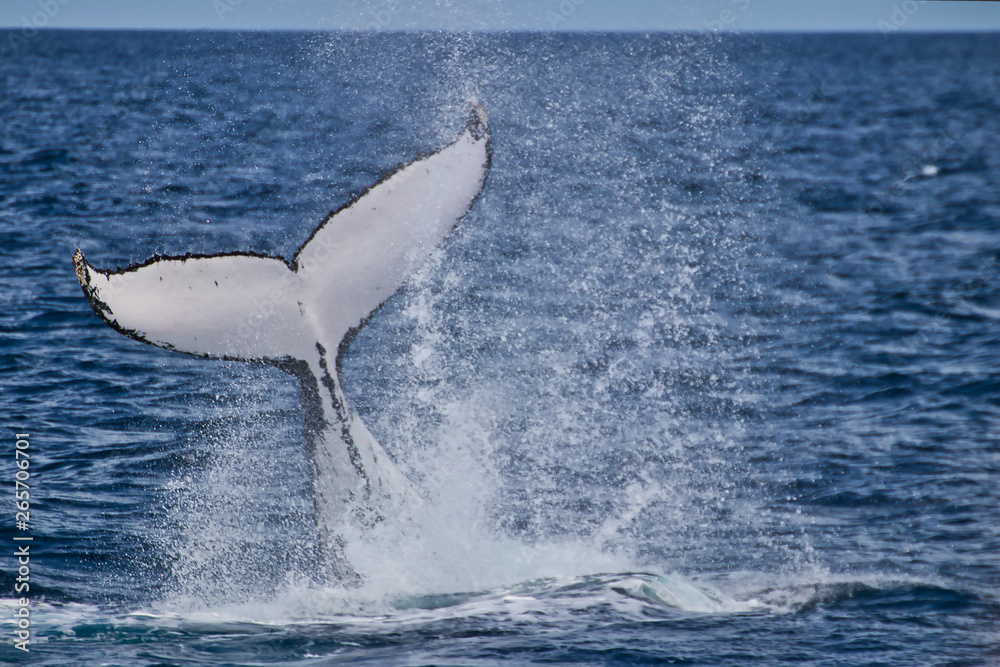 Naklejka premium humpback whale in the sea, Australia