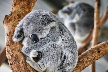 Ingelijste posters Grijs Koala rustend in eucalyptusboom  © cwiela_CH