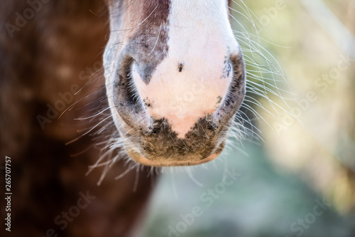 Close up sur les naseaux d'un cheval marron et blanc