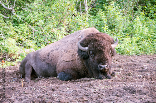 Picture of a bison lying down in Elk Island National Park, Alberta, Canada.