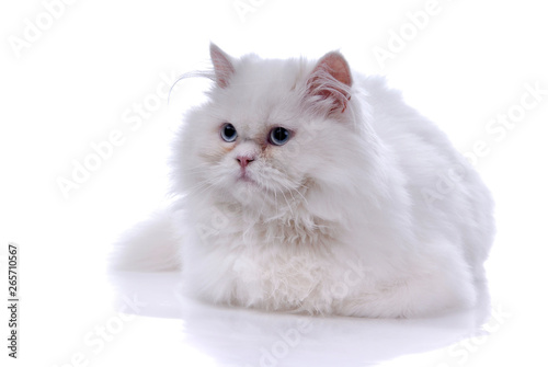 Fototapeta Naklejka Na Ścianę i Meble -  white cat
