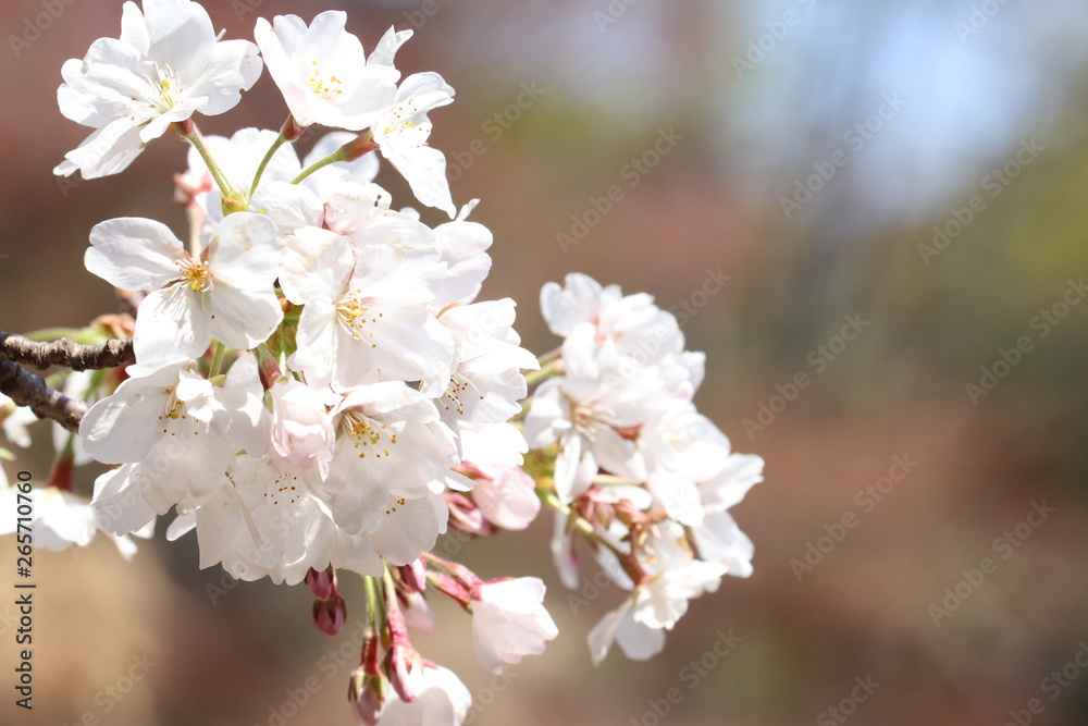 桜の花 桜の花