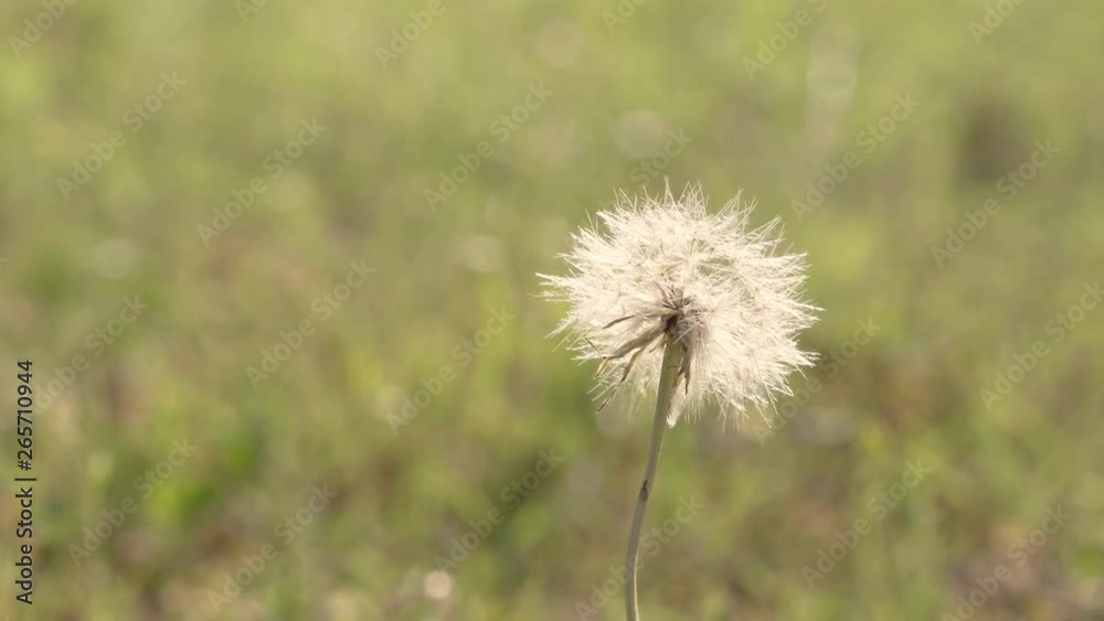 White Dandelion puffball bobbing slightly in the breeze, slow pan 24 fps. White Dandelion puffball bobbing slightly in the breeze, slow pan 24 fps.