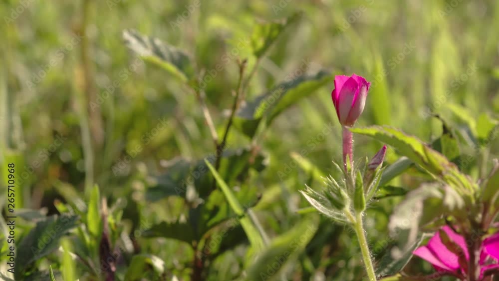 Ground view of an unopened Texas wildflower, red Drummond Phlox, lock down shot 24 fps. Ground view of an unopened Texas wildflower, red Drummond Phlox, lock down shot 24 fps.