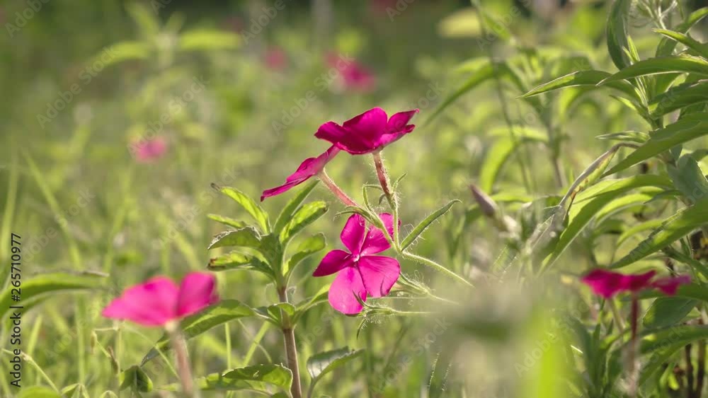 Close up of red Texas wildflowers Drummond Phlox, still in the morning light, slow pan 24 fps. Close up of red Texas wildflowers Drummond Phlox, still in the morning light, slow pan 24 fps.