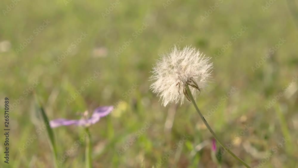 White Dandelion fluff ball moving slightly in the breeze, slow pan 24 fps. White Dandelion fluff ball moving slightly in the breeze, slow pan 24 fps.