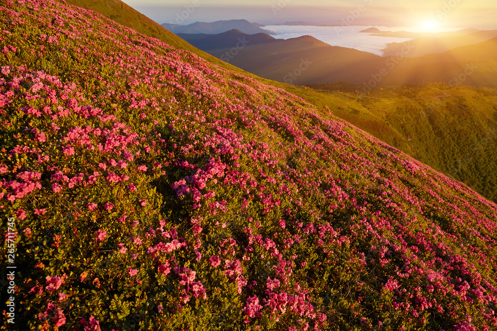 Fototapeta premium Beautiful view of pink rhododendron rue flowers blooming on mountain slope with foggy hills with green grass and Carpathian mountains in distance with dramatic clouds sky.
