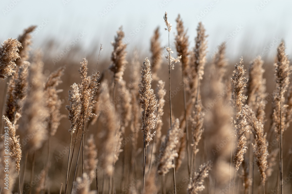 A field of marsh grass with some stalks blurred