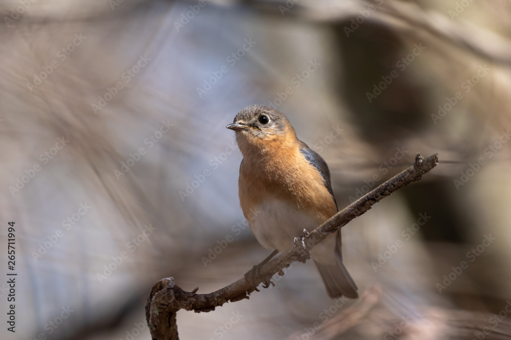 A female Eastern Bluebird perched on a branch with a sparkle in her eye A female Eastern Bluebird perched on a branch with a sparkle in her eye
