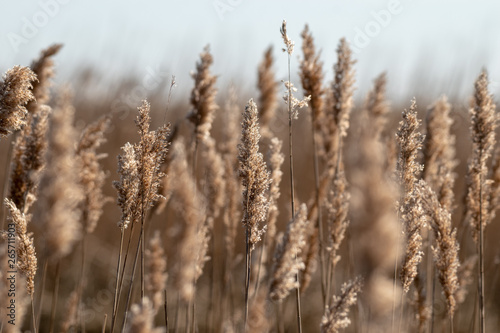 A field of marsh grass with some stalks blurred