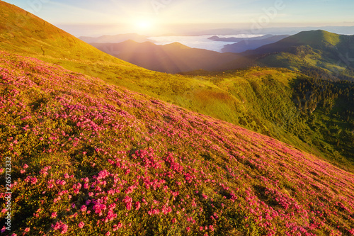 Beautiful view of pink rhododendron rue flowers blooming on mountain slope with foggy hills with green grass and Carpathian mountains in distance with dramatic clouds sky.