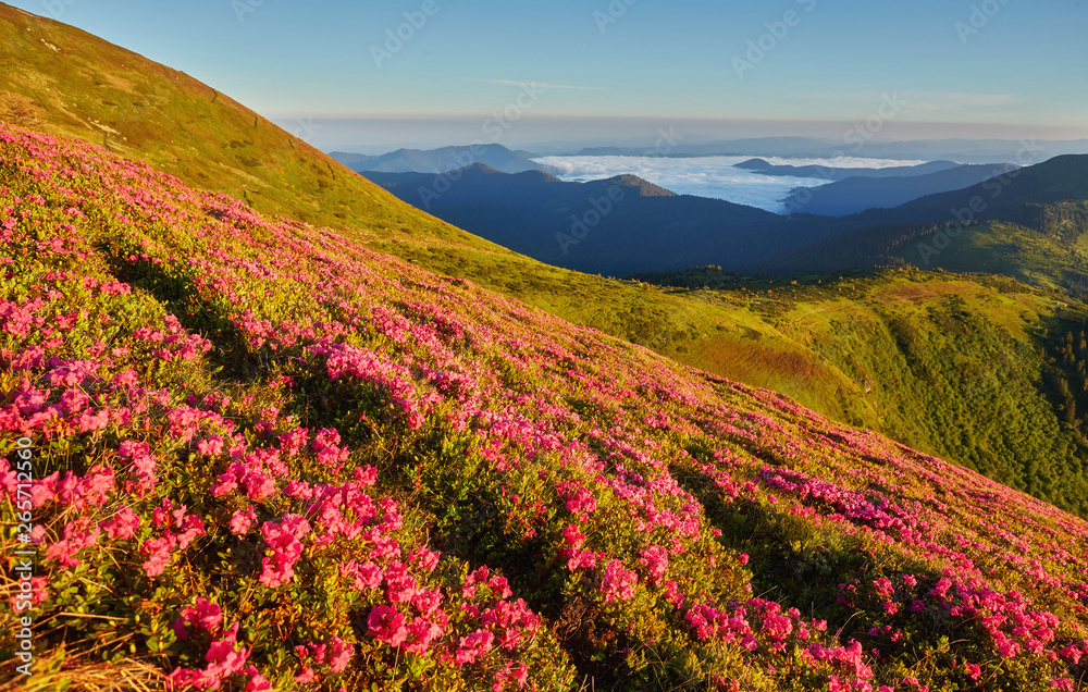 Beautiful view of pink rhododendron rue flowers blooming on mountain slope with foggy hills with green grass and Carpathian mountains in distance with dramatic clouds sky.