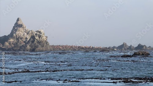 1000's of seals on island in the pacific ocean