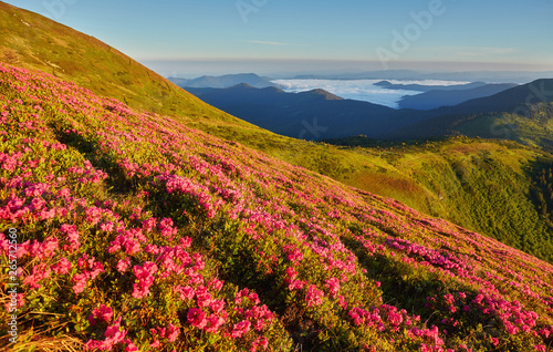 Beautiful view of pink rhododendron rue flowers blooming on mountain slope with foggy hills with green grass and Carpathian mountains in distance with dramatic clouds sky. © Ryzhkov Oleksandr