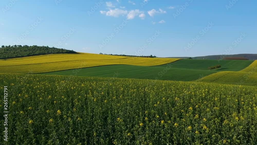 Drone shot of a blooming rapeseed plantation at a hilly environment, flying at a low altitude Drone shot of a blooming rapeseed plantation at a hilly environment, flying at a low altitude