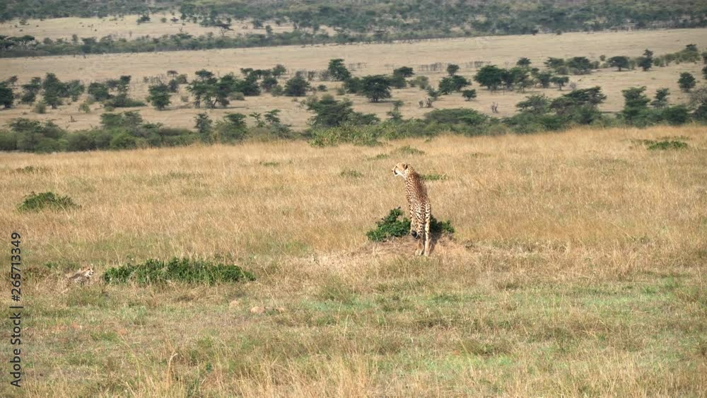 long shot of a cheetah on the lookout for prey at masai mara national reserve in kenya, africa long shot of a cheetah on the lookout for prey at masai mara national reserve in kenya, africa