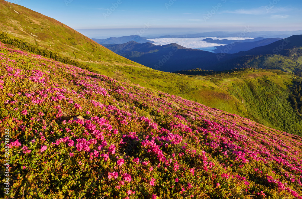 Beautiful view of pink rhododendron rue flowers blooming on mountain slope with foggy hills with green grass and Carpathian mountains in distance with dramatic clouds sky. Beautiful view of pink rhododendron rue flowers blooming on mountain slope with foggy hills with green grass and Carpathian mountains in distance with dramatic clouds sky.
