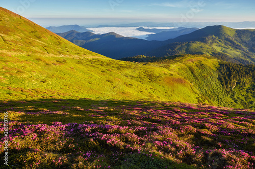 pink rhododendron flowers on summer mountain