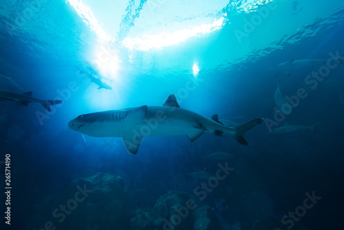 Shark in the ocean. Coral reef underwater with water line. Shark with Sunbeams shining through surface in aquarium © ake1150