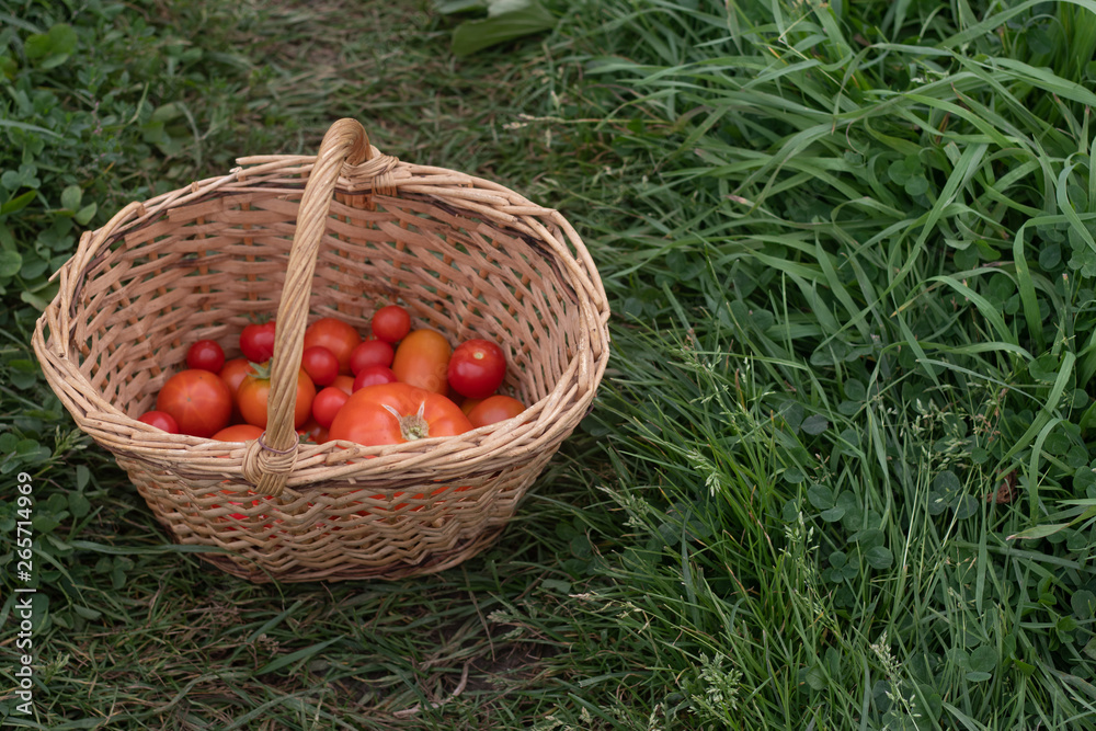 Basket with tomatoes. Homemade vegetables. Agriculture. Basket of vegetables.