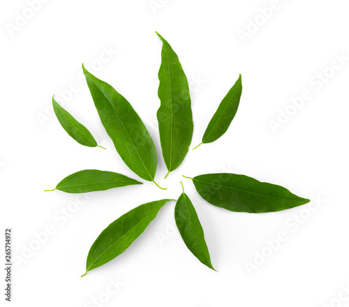 Bai-ya-nang (Thai name) (Tiliacora triandra). Thai herb top view