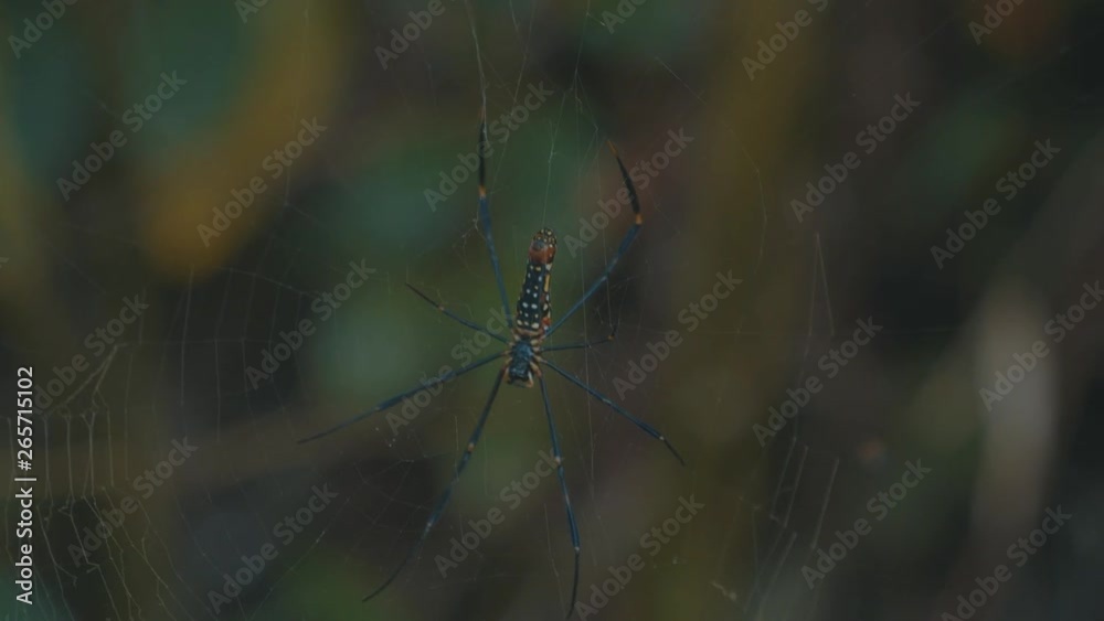 Close up of a large dangerous poisonous spider with yellow brown and green markings in a vertical web in the rain forest in the sunshine Close up of a large dangerous poisonous spider with yellow brown and green markings in a vertical web in the rain forest in the sunshine