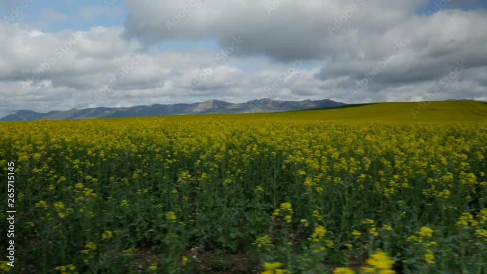 Sideways to the right of a canola field with mountains and the bottom of the clip and with a blue cloudy sky Sideways to the right of a canola field with mountains and the bottom of the clip and with a blue cloudy sky