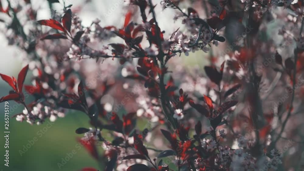 video of a sand cherry bush that has white flowers and red leaves. video of a sand cherry bush that has white flowers and red leaves.