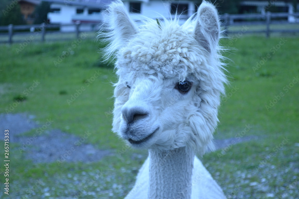 Obraz premium Portrait of a cute white alpaca