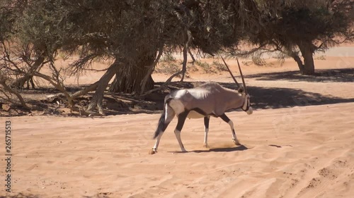 African Wild Antilope Walking on Hot Sand in the Sossusvlei, Namibia. Hot Weather photo