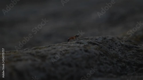 Macro shot following banded sugar ant (Camponotus consobrinus) along rocks during dusk photo