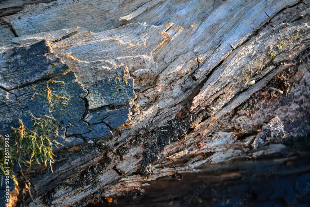 The texture of the old rotten log close-up.