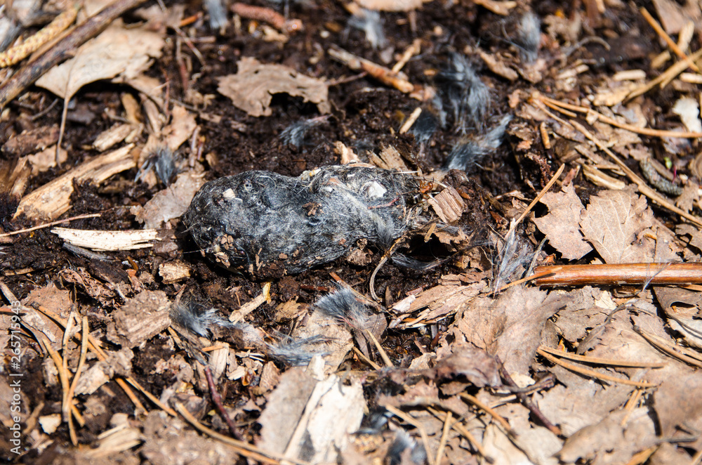 Owl pellet on forest floor
