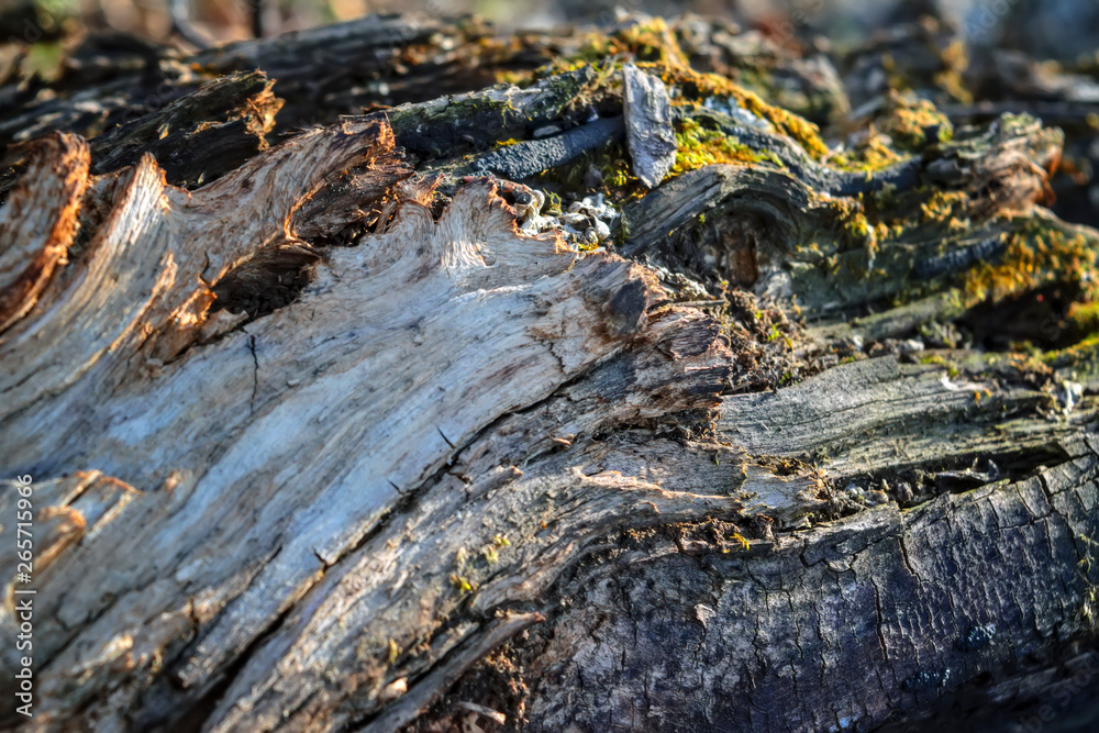 The texture of the old rotten log close-up. The texture of the old rotten log close-up.
