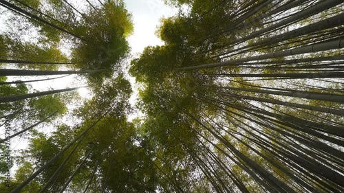 Looking up at a bamboo forest in Kyoto, Japan photo