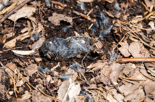 Owl pellet on forest floor